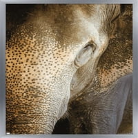 Бет Шеридан - Индиски Слон Ѕид Постер, 14.725 22.375