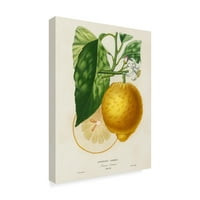 Трговска марка ликовна уметност „Француски лимон ботаничка i“ платно уметност од А. Рисо