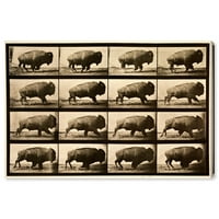 Wynwood Studio Animals Wall Art Canvas Prints 'Buffalo in Motion' Zoo и диви животни - кафеава, кафеава