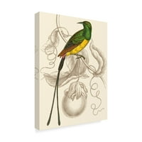 Трговска марка ликовна уметност 'jardine hummingbird i' Canvas Art by William Jardine